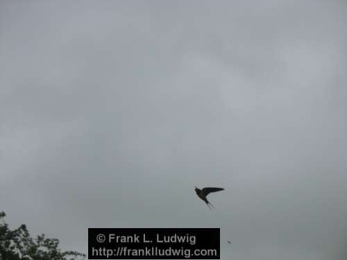 Rising Swallow